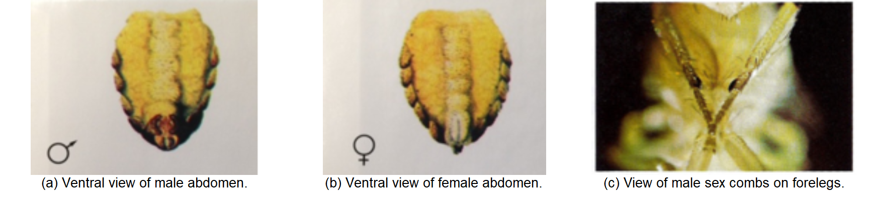 **Figure 2**: Comparison of *D. melanogaster* by sex. [Images: Carolina Biological Supply Company 2005]