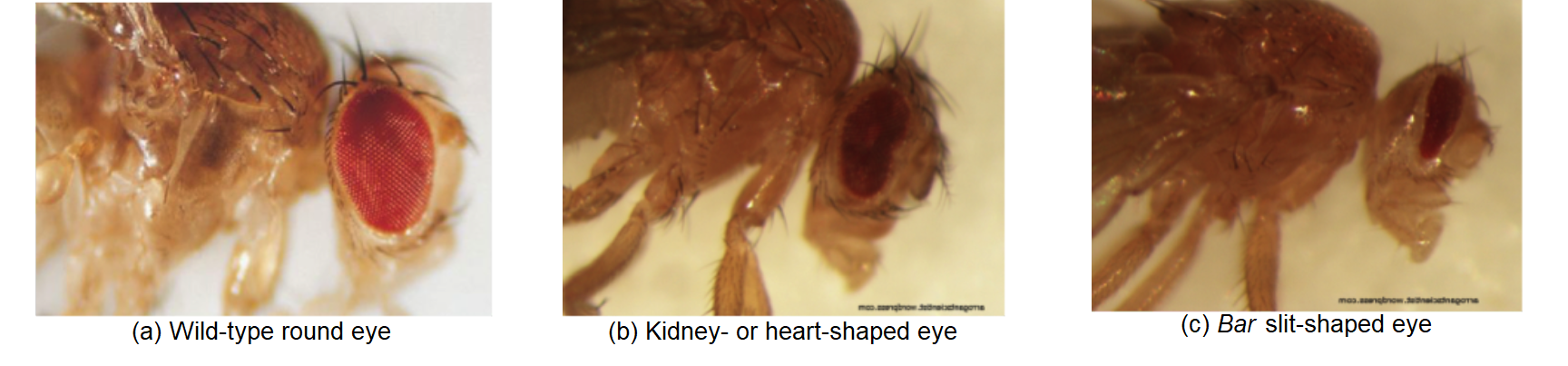 **Figure 1**: Comparison of three eye phenotypes. [Images: Bixler and Schnee 2005]
