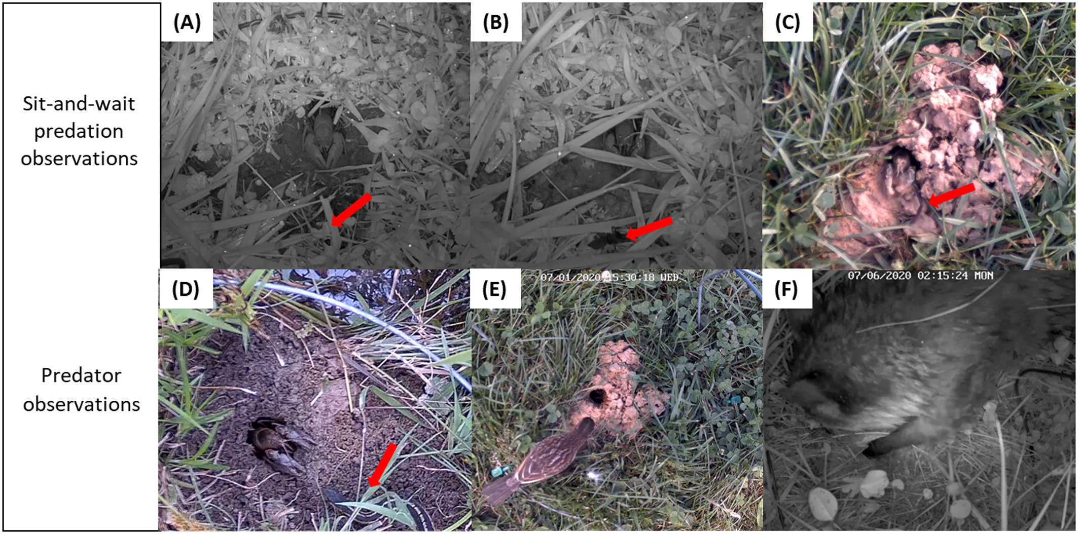 **Figure 2**: Video stills capture predator-prey interactions between the burrowing crayfish *Lacunicambarus thomai* and a (A) wolf spider, (B) dragonfly nymph, and (C) worm. The red arrows point to the prey, while the crayfish is always located above the arrows, at the entrances to their burrows. There is a tradeoff in predation for food versus being prey for other organisms when crayfish are exposed aboveground. For example, recorded visitations include those by a/an (D) eastern garter snake, (E) red-winged blackbird, and (F) raccoon. Figure 2 from Graham et al.(2022), reproduced for educational purposes.