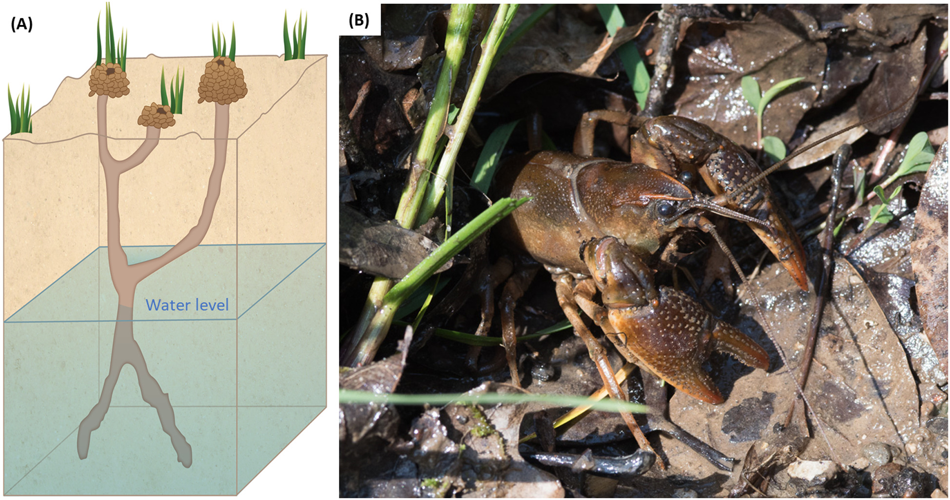 **Figure 1**: (A) A typical crayfish burrow with tunnels that reach the water table. Mounded earth is common at burrow entrances as crayfish excavate their burrows. (B) An adult *Lacunicambarus thomai* active during daylight at the entrance of its burrow (entrance not visible due to leaf litter). Figure 1 from [Graham et al. (2022)](#b-literature-cited) reproduced for educational purposes.