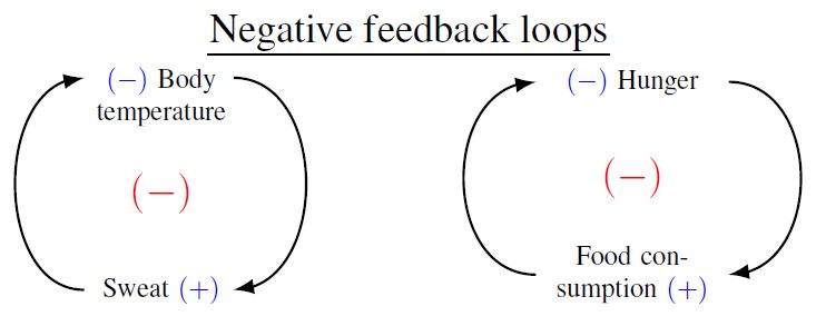 **Figure 1**: Example of negative feedback loops (right) between body temperature and sweat <br>and (left) between hunger and food consumption.